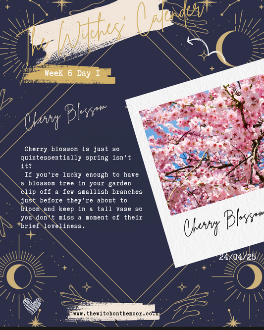 The Witches Calendar Week 6 Day 1